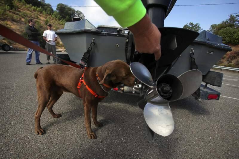 Kelly Test Requirements and Dog Scent Trailing Evidence; Foundational Requirements for Dog Scent Trailing Evidence:
