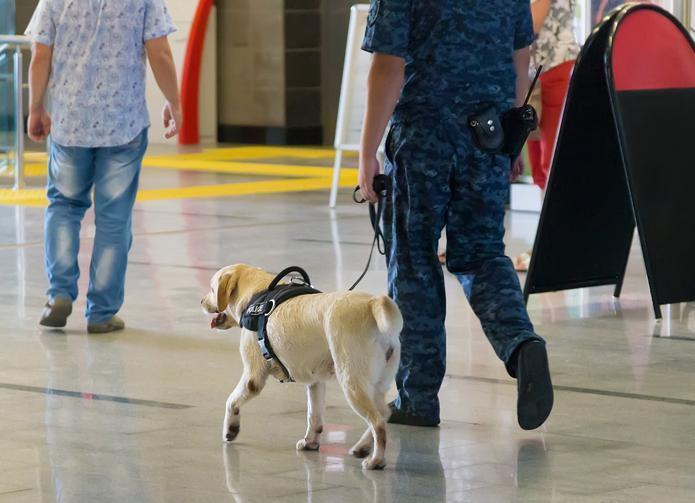 Dog-Sniff Searches and the Human Body, What’s a Search and What’s Legal?