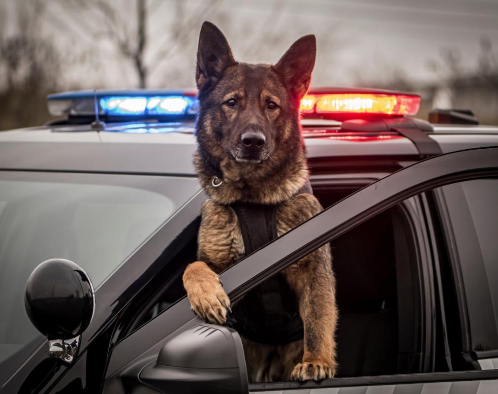 Ninth Circuit Rules Police K-9 Use Constituted Excessive Force in Case of Unarmed Suspect's Surrender
