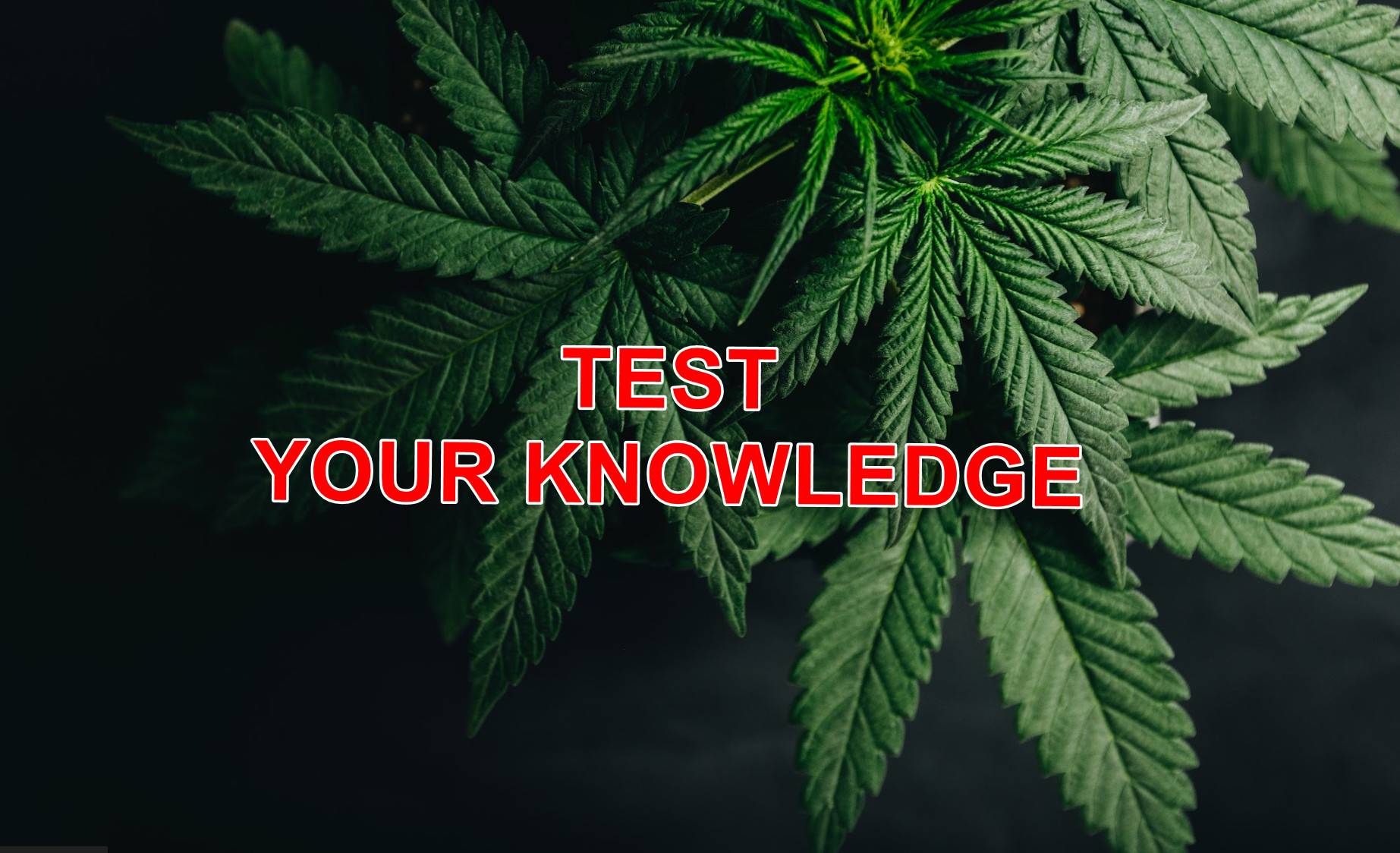 How Well Do You Know Your Pot Laws? Test Your Knowledge of Cannabis Vehicle Searches
