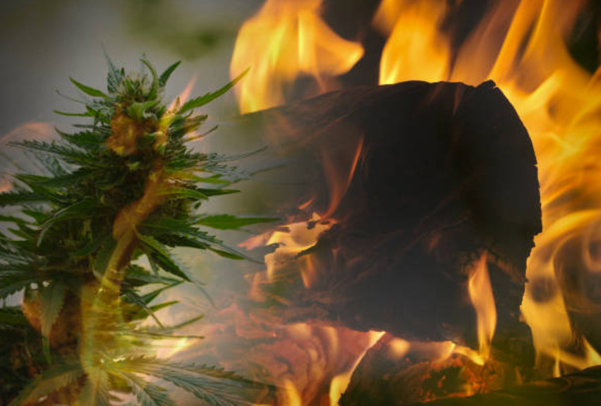 In This Important New Appellate Ruling, Marijuana Processing That Causes a Fire Can Qualify as Arson 