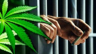Marijuana In Prison or Jail                                                                                                                                                        