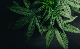 Off Duty Marijuana Use: How AB 2188 and SB 700 Impact Public Employees in California                                      